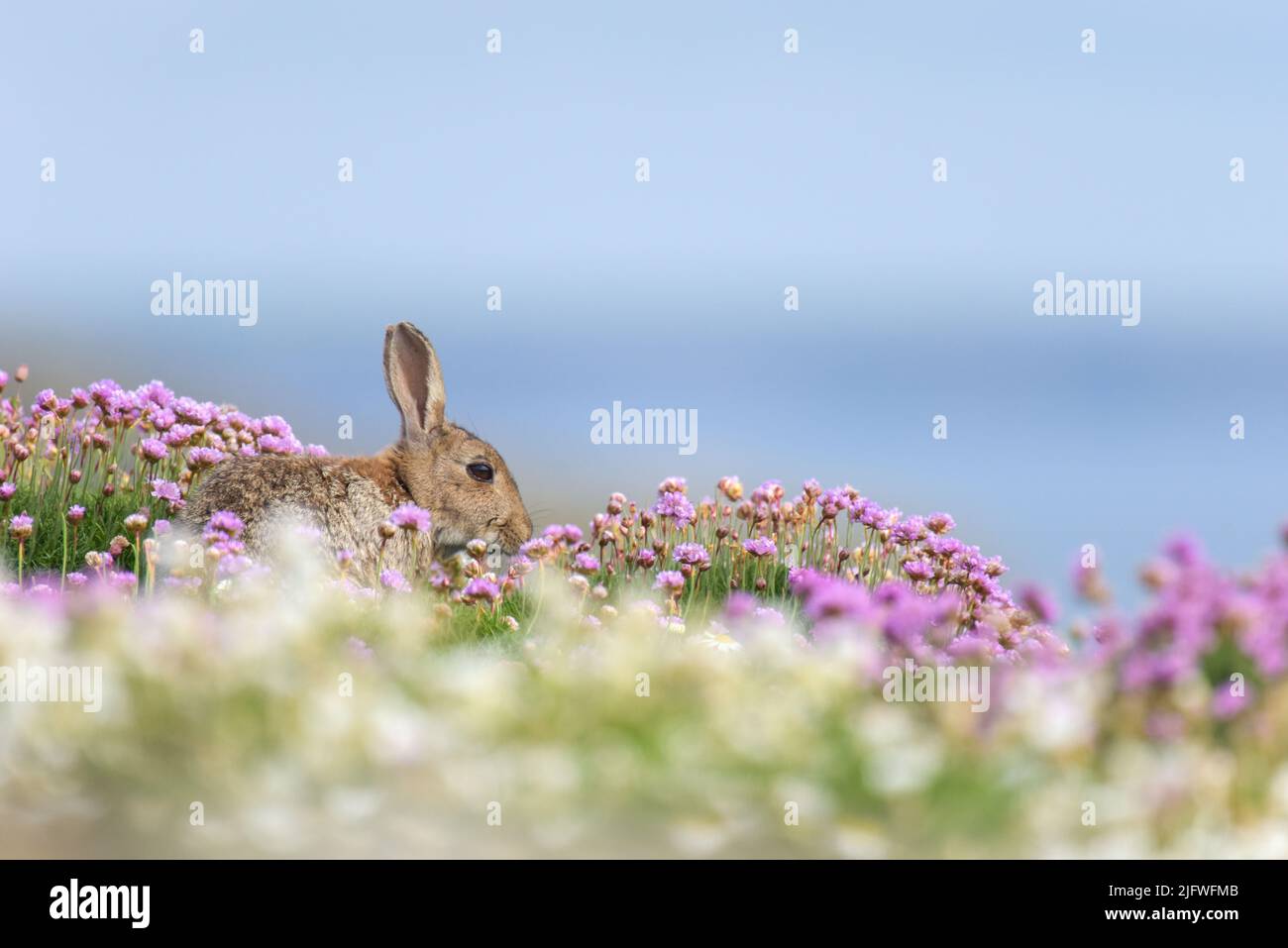 Rabbit in sea campion and thrift flowers at Skomer Head, Skomer Island Stock Photo Alamy
