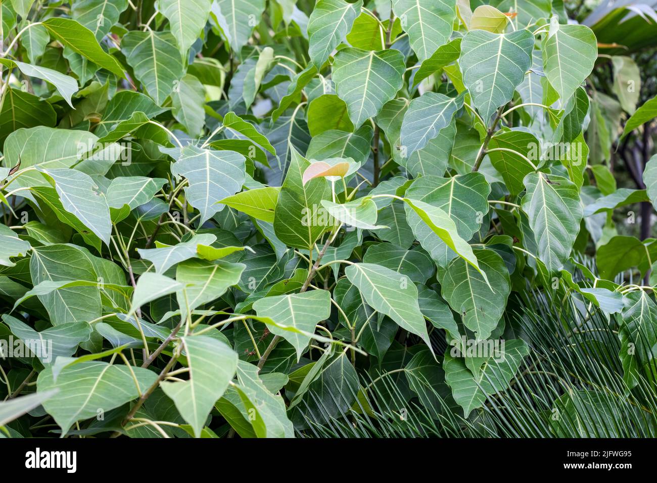 Banyan leaves close up top view background Stock Photo