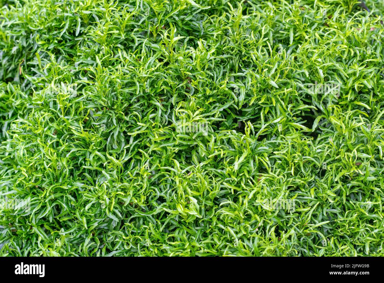 Close up top view of green decorative leaves for natural background Stock Photo
