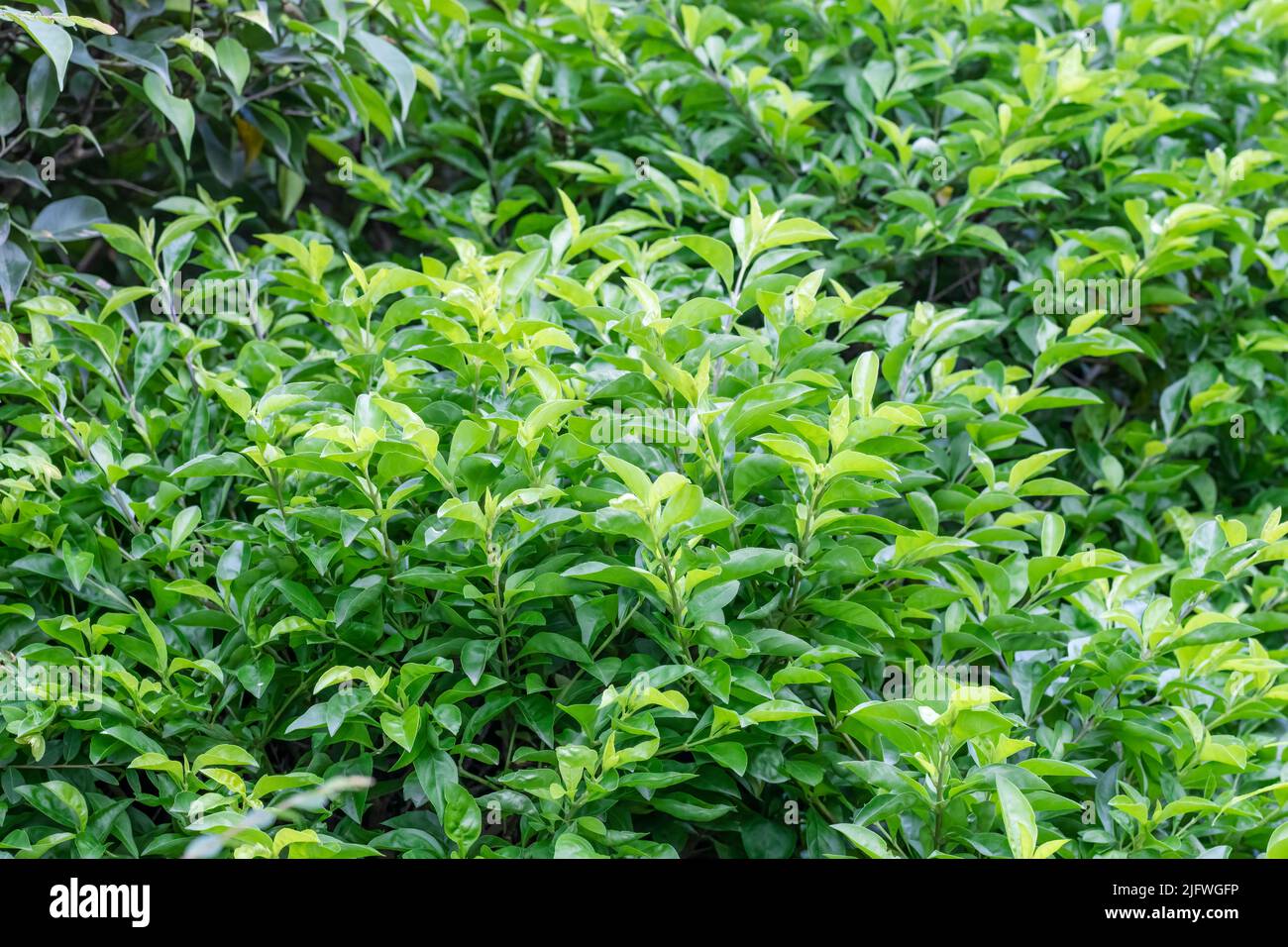 Green decorative plant with young branches and leaves close up inside of a botanical garden Stock Photo