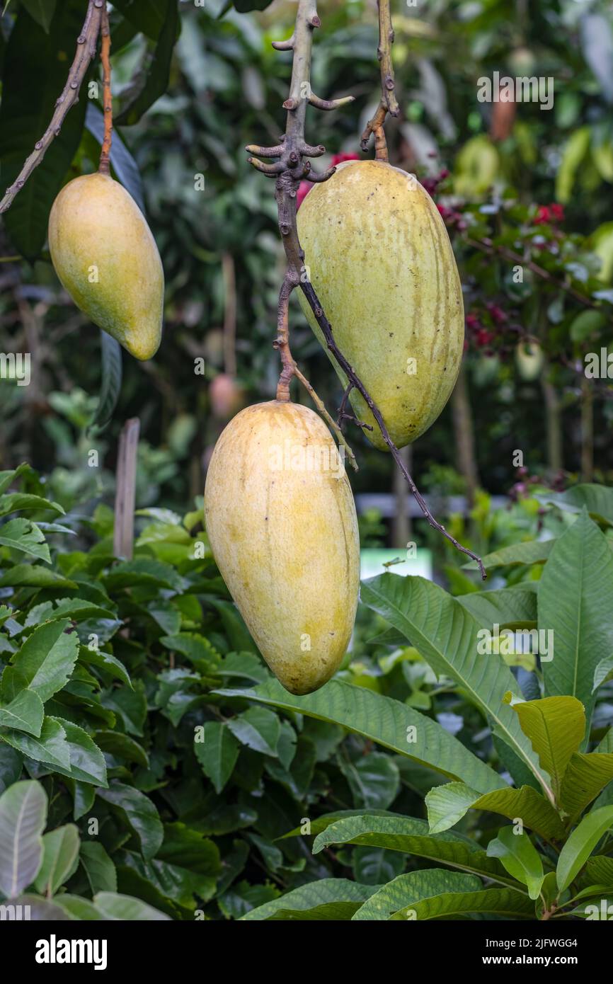 Hanging ripe mangoes on the tree close up in the garden Stock Photo