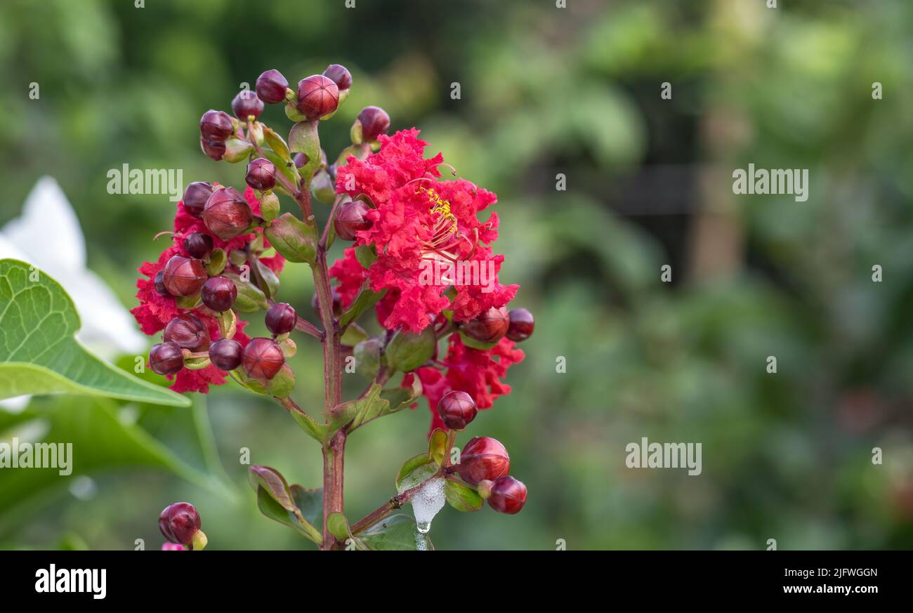 Red viburnum tinus flower close up in the garden with copy space Stock Photo
