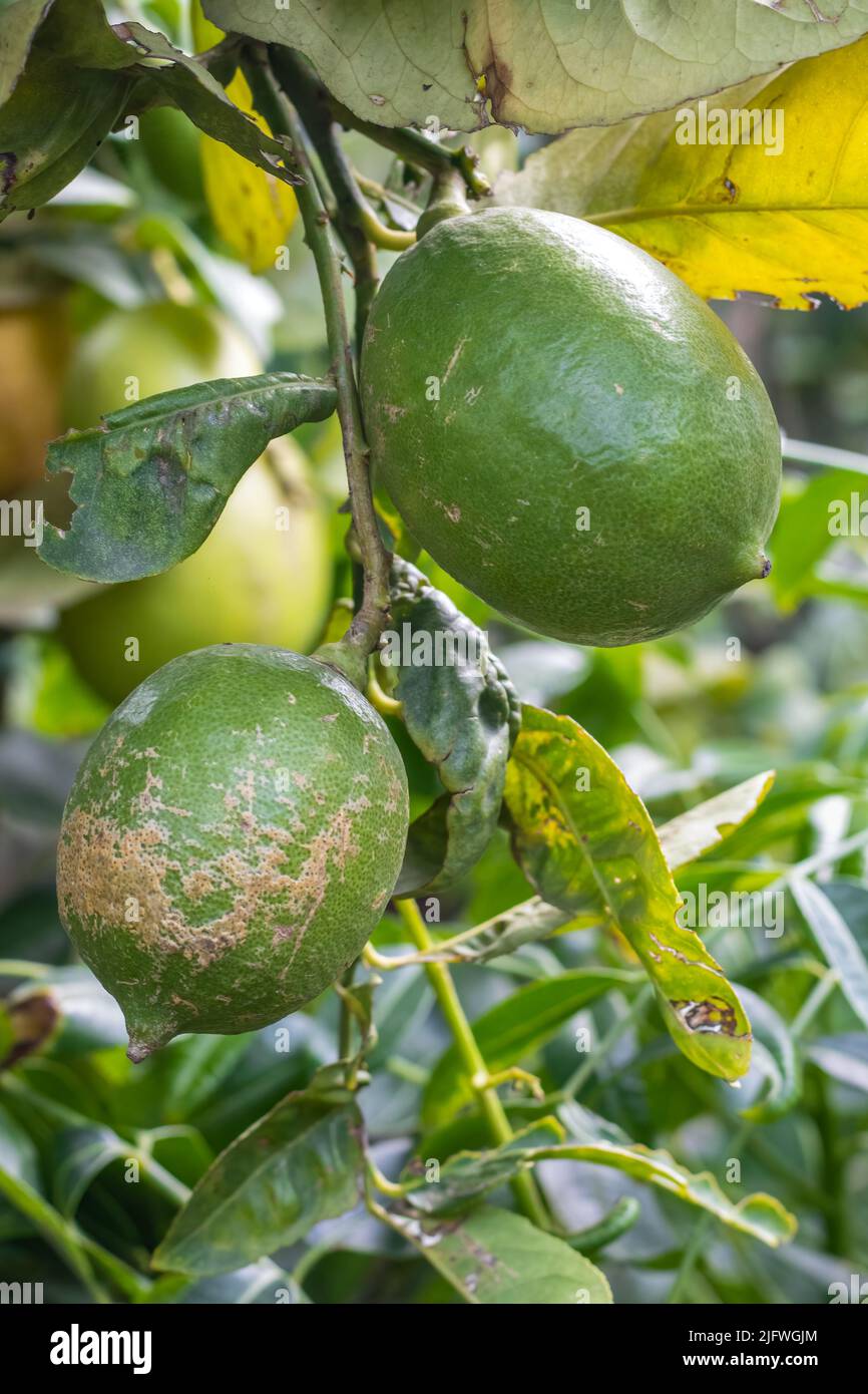 Two fresh green lemons hanging on a branch inside of an agricultural farm Stock Photo