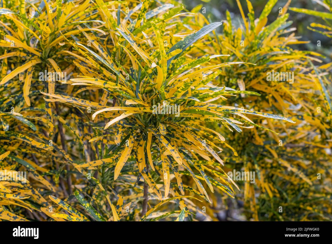 Yellow and green spotted decorative plant with branches close up in the garden Stock Photo