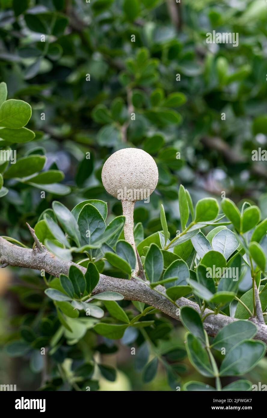 Young limonia acidissima or wood apple growing on the tree with copy space Stock Photo