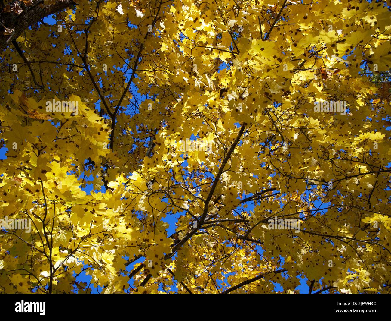 There are many golden maple leaves on the branches of the tree.  Beautiful autumn maple leaves in sunlight. Autumn forest natural landscape. Stock Photo