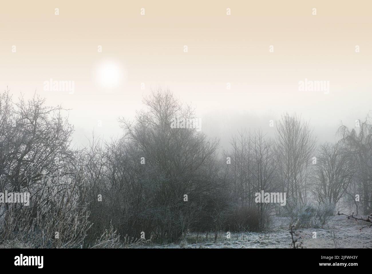 Tall trees in a forest hi-res stock photography and images - Alamy