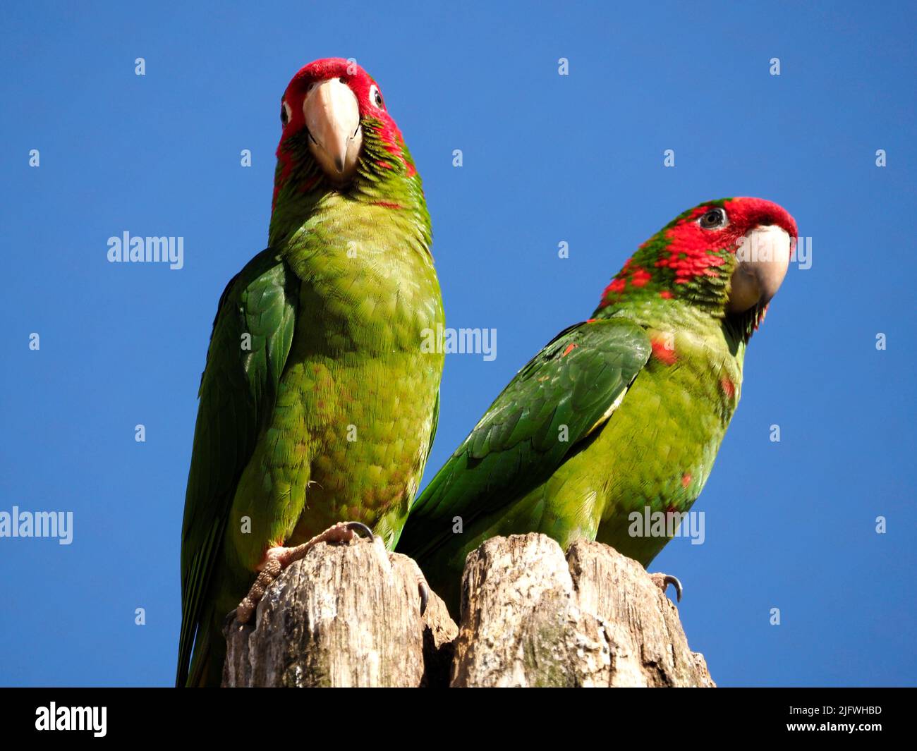 Two Mitred Parakeets, Psittacara mitratus or Aratinga mitrata, perched on wood post on blue sky background Stock Photo