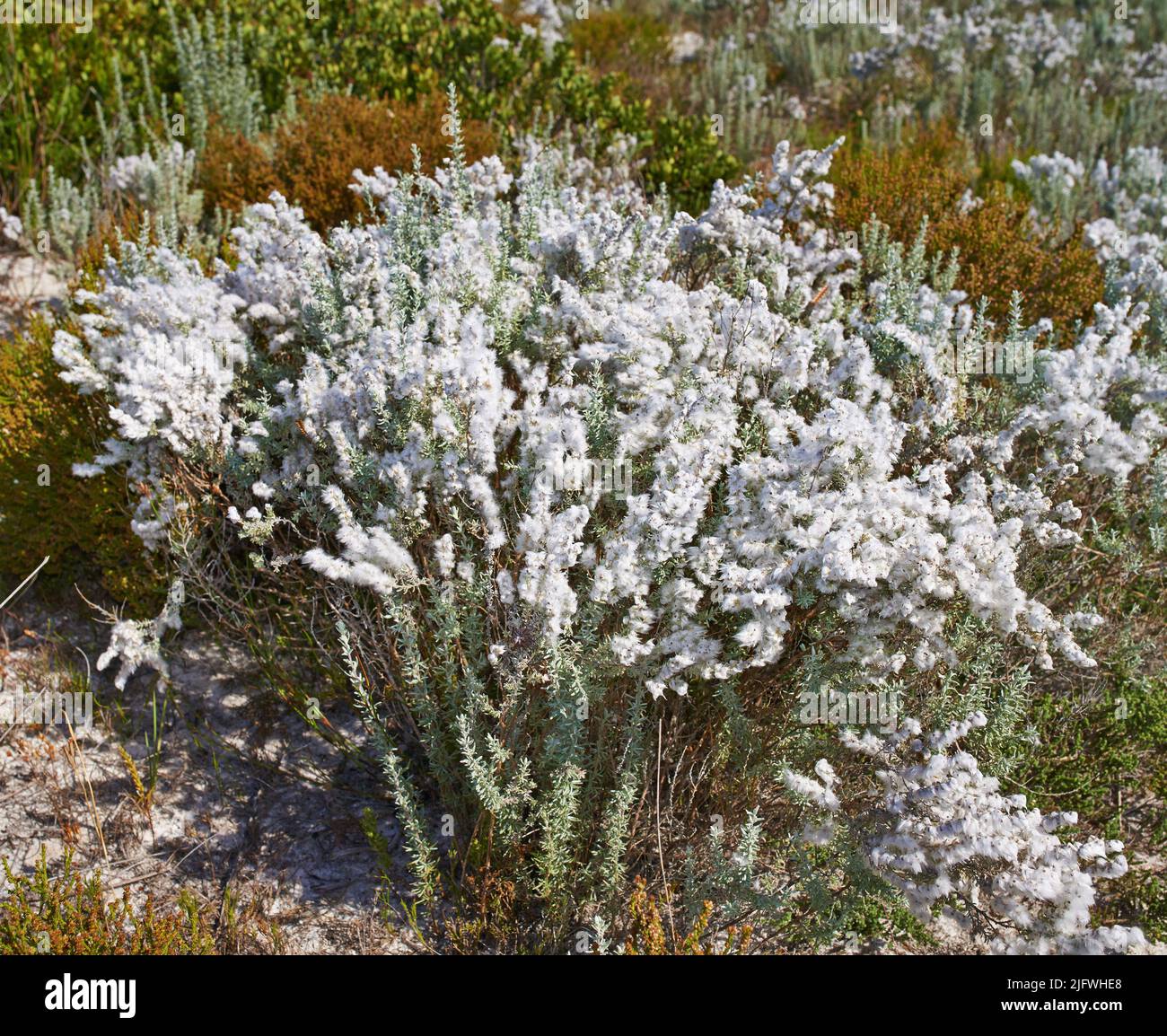 White flowering bush with other fynbos on a sandy field in a South African national park. Scenic landscape environment of plants with shrub and Stock Photo