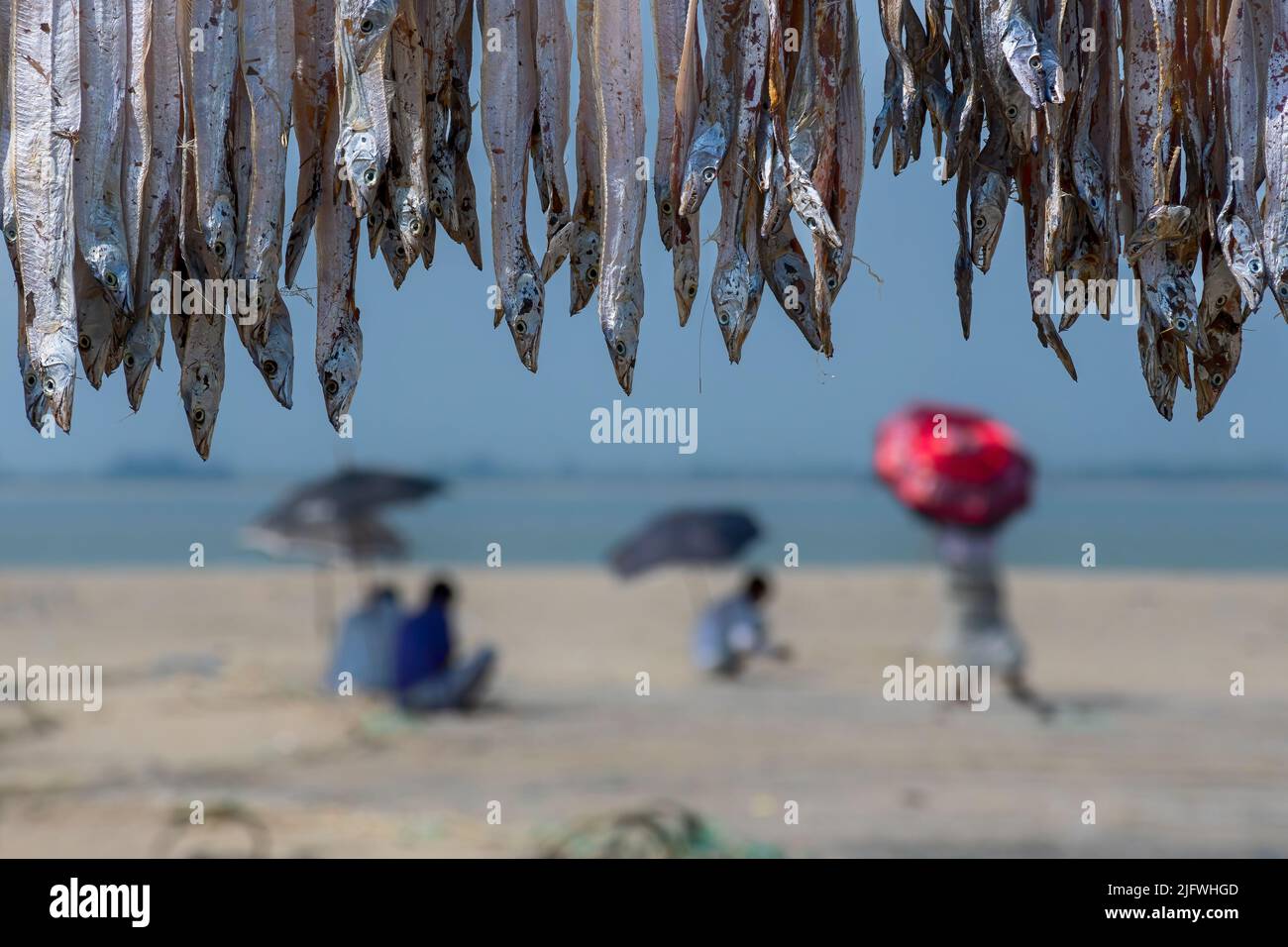 Drying fish by the sea Stock Photo Alamy
