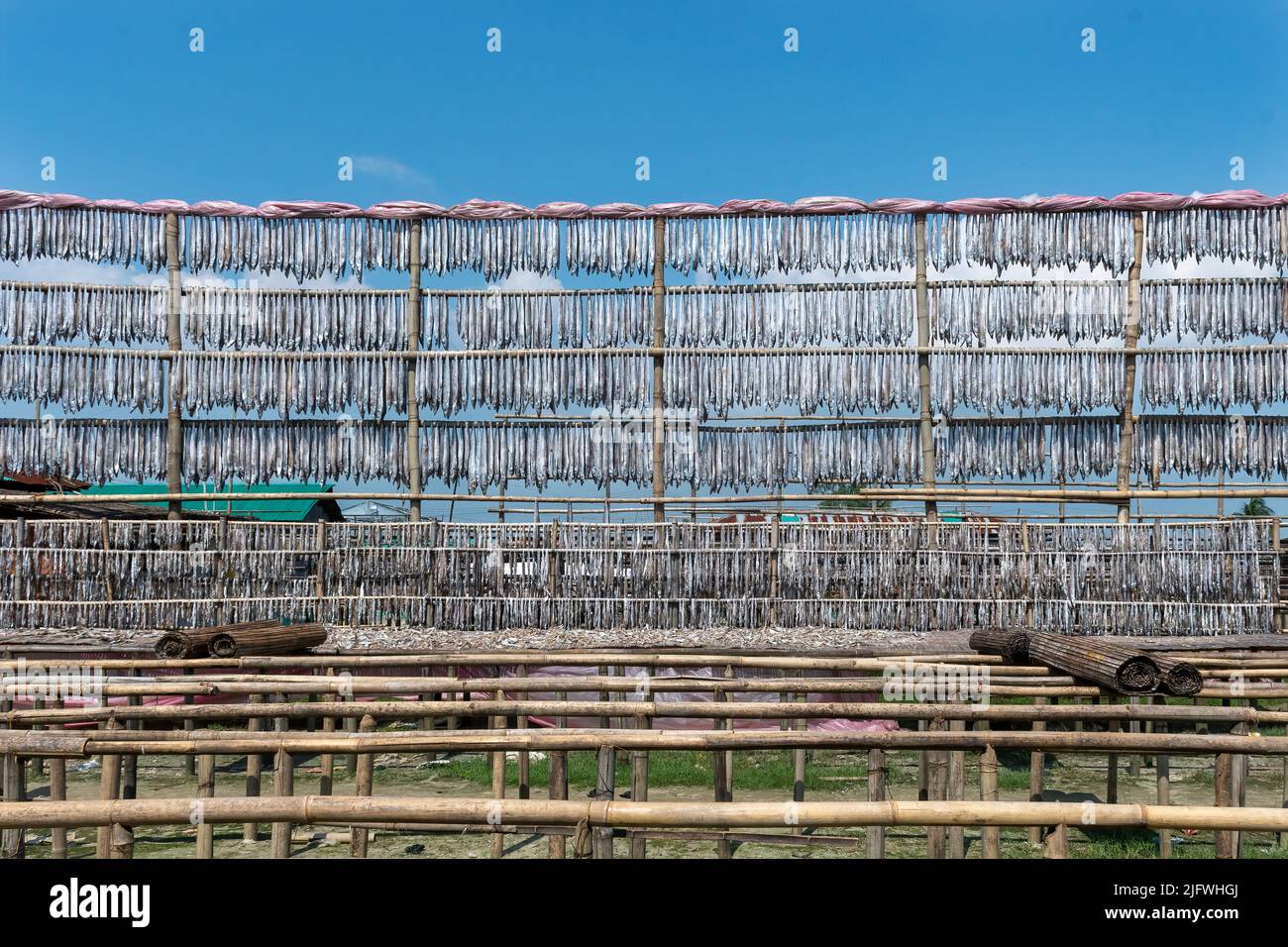 Fish drying on big hanger Stock Photo - Alamy