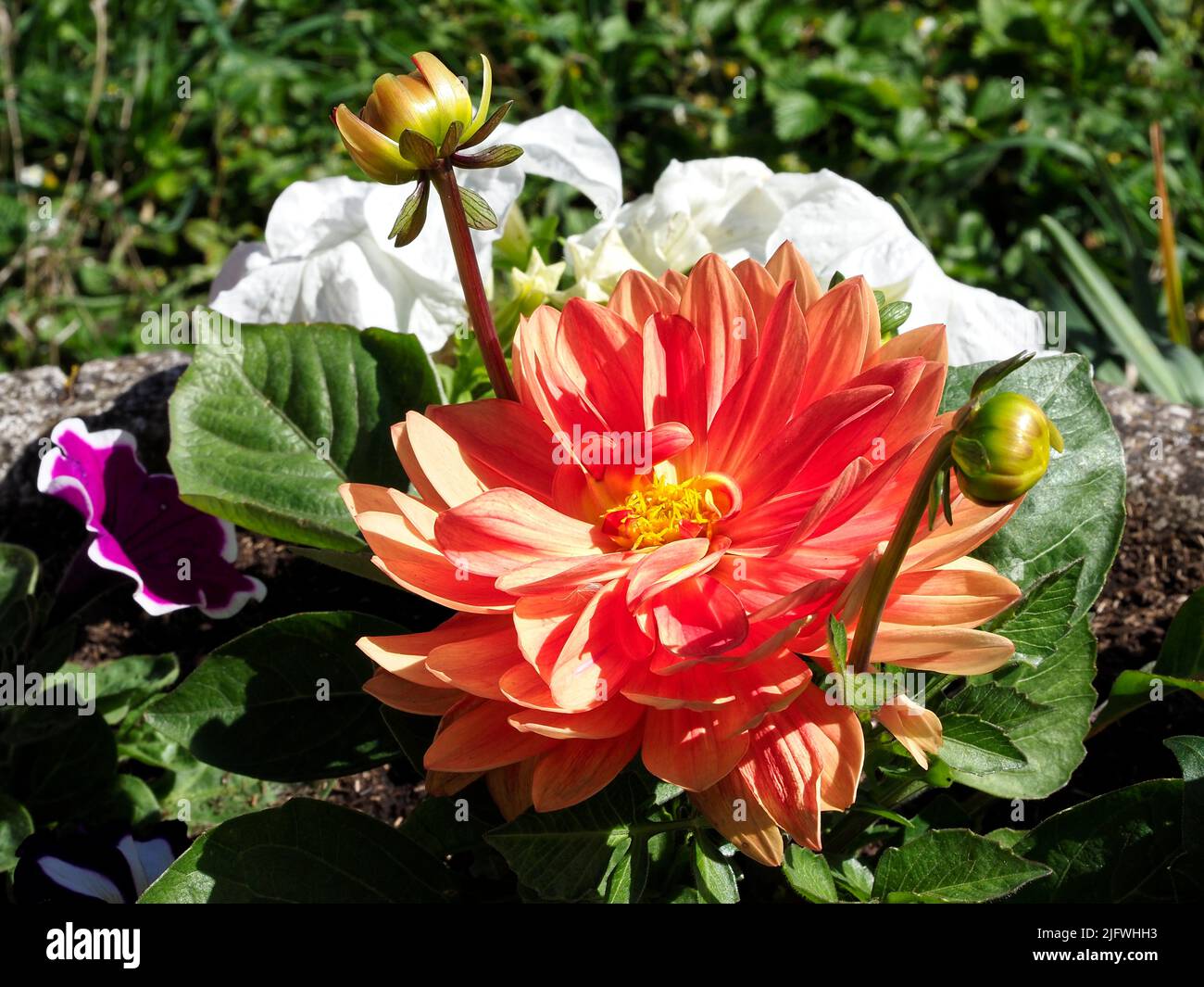 Macro of a red dahlia flower in french garden Stock Photo