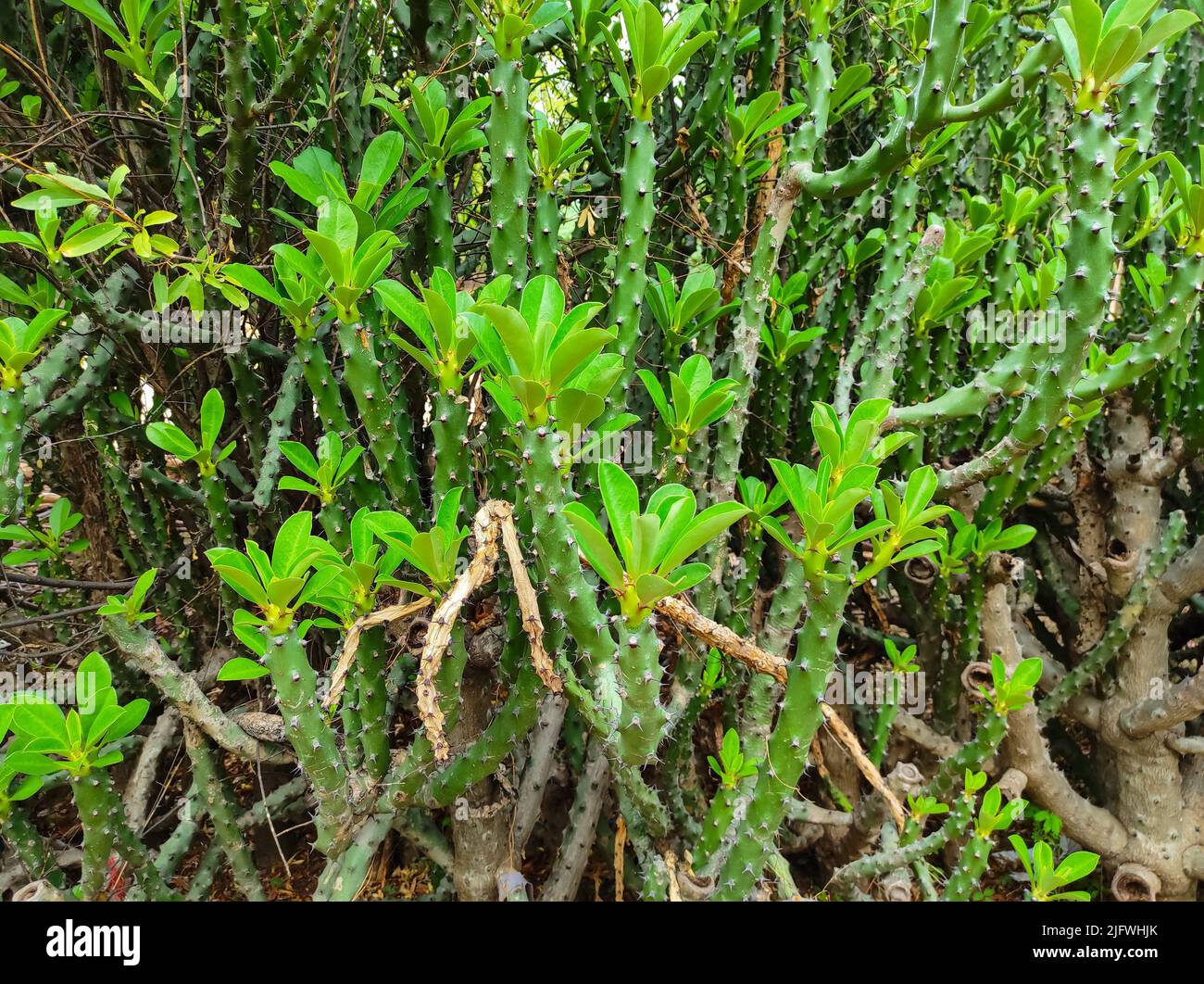 Danda thor plant hires stock photography and images Alamy
