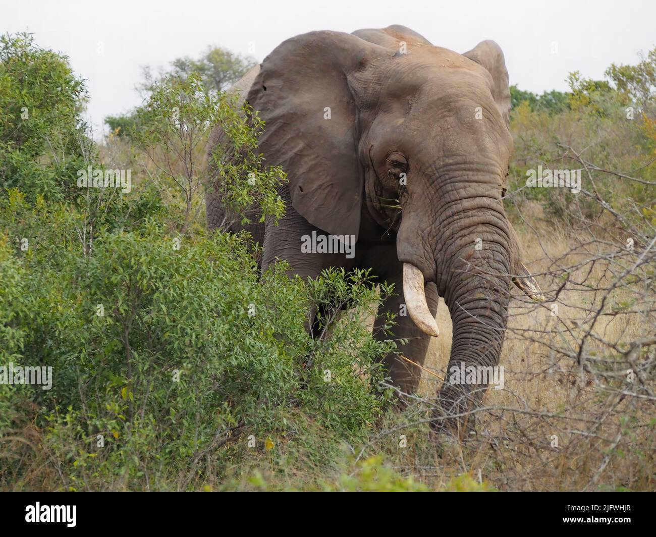 A closeup of an elephant walking in a field with trees against a clear