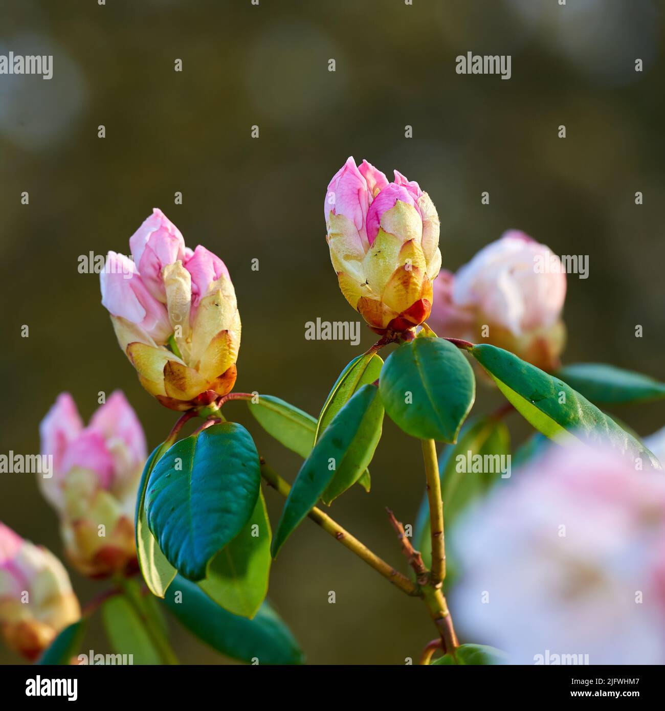 Closeup of blooming Rhododendron flowers in the garden at home. Zoomed in on blossoming group of woody plants growing in the backyard in summer Stock Photo