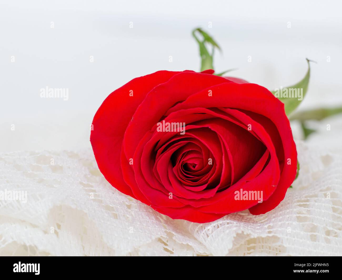 Close up of beautiful red rose on white lace Stock Photo