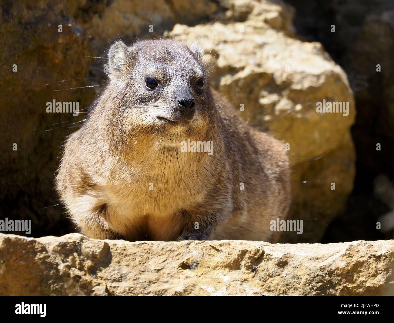 Rock hyrax (Procavia capensis) also called dassie, Cape hyrax, rock rabbit, and seen from front and lying on stone Stock Photo