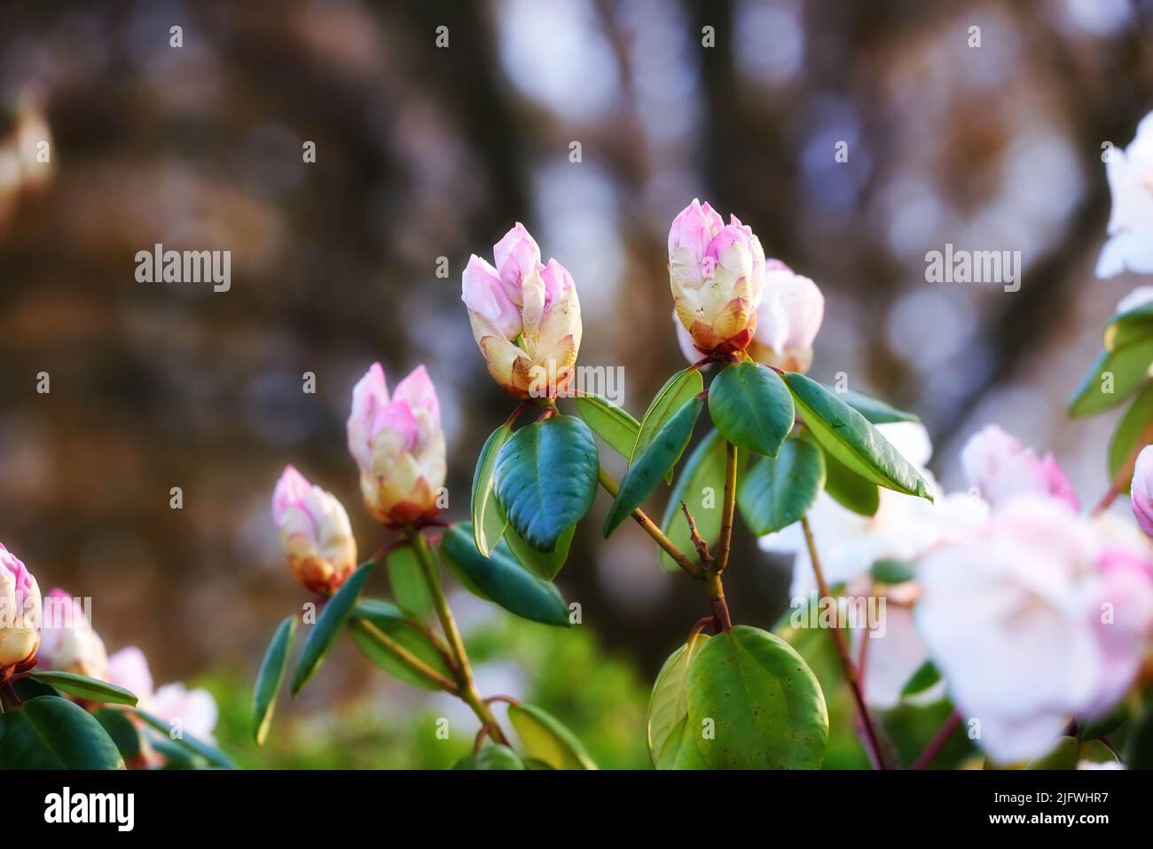 Closeup of Rhododendron flowers blossoming and growing in a garden. Plants blooming during the spring season. Pink bush against a blurred background Stock Photo