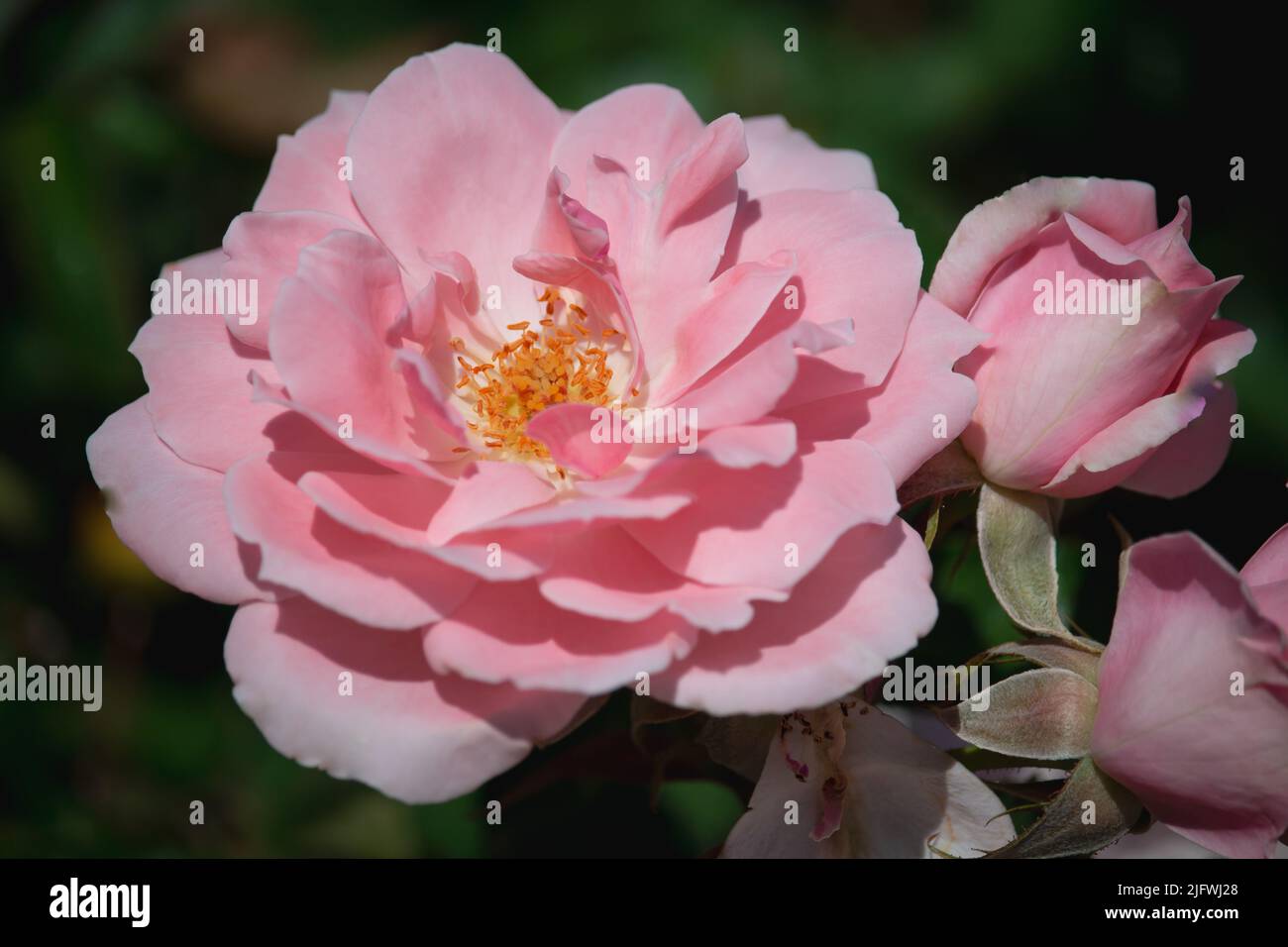 Blooming beautiful pink roses hi-res stock photography and images - Alamy