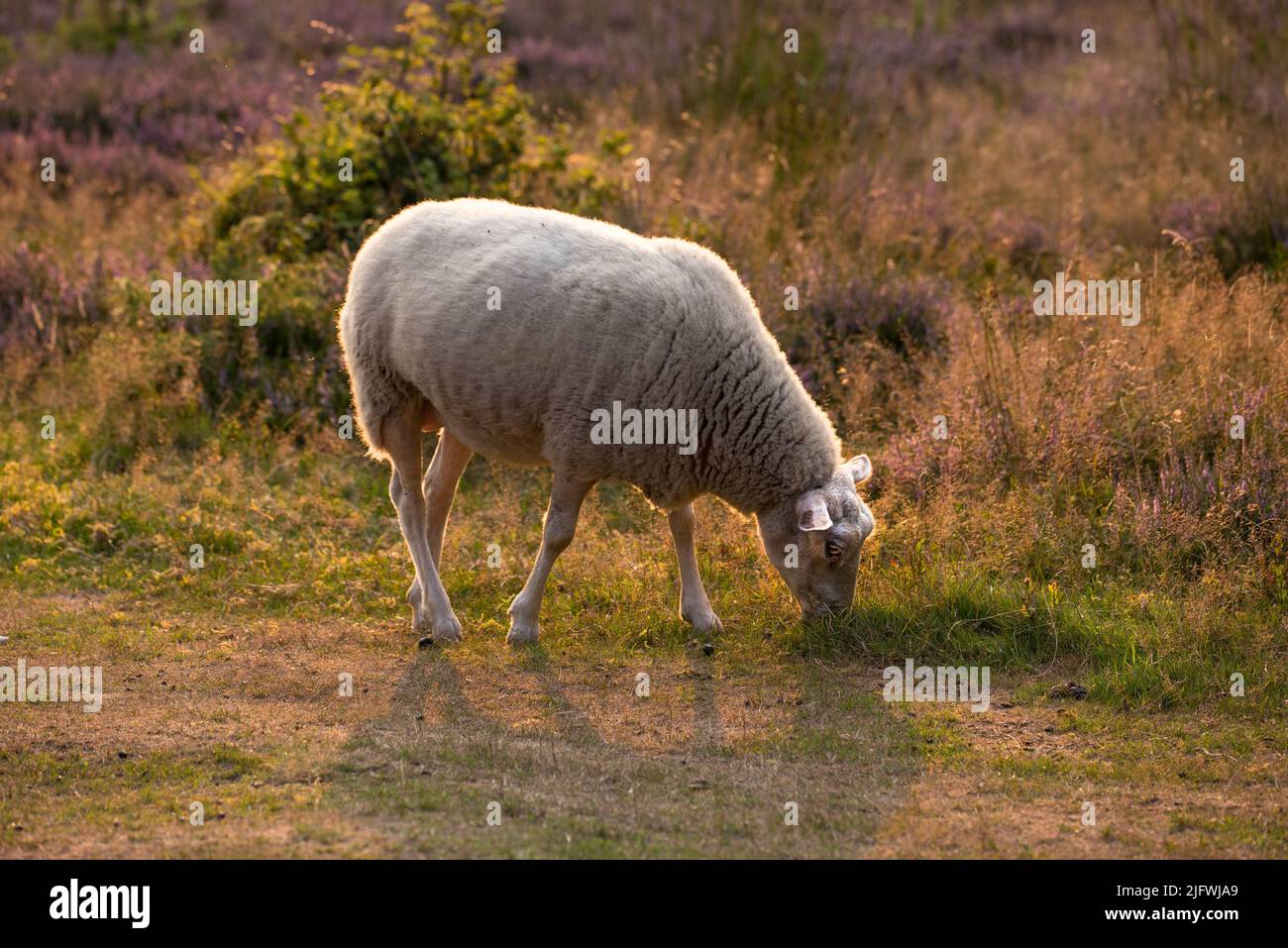 One sheep grazing in a field in the morning. A domesticated farm animal eating green grass in a fresh heather meadow. Lamb or livestock pasture in a Stock Photo