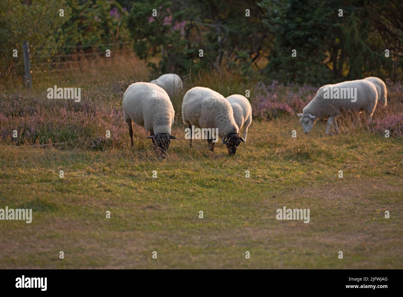 Sheep grazing in a heather meadow during sunset in Rebild National Park, Denmark. A flock of woolly lambs walking and eating grass on a blooming field Stock Photo