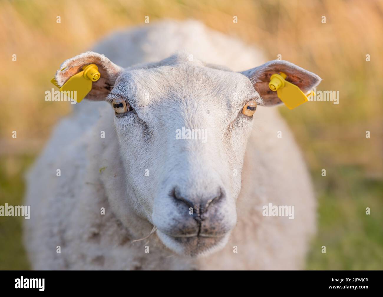 Sheep grazing in a heather meadow during sunset in Rebild National Park, Denmark. One woolly sheep walking and eating grass on a blooming field or a Stock Photo