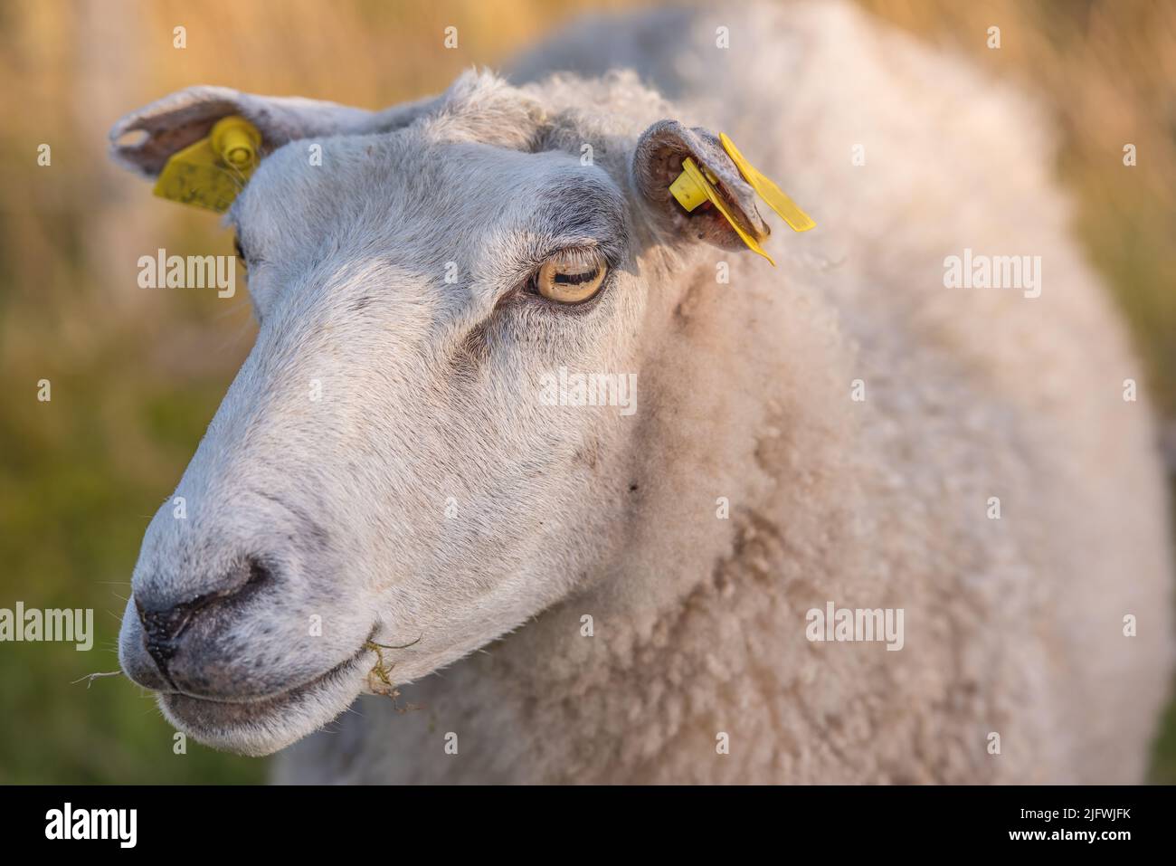 Portrait of a sheep in a heather meadow during sunset in Rebild National Park, Denmark. Closeup of one woolly sheep standing or walking on a blooming Stock Photo
