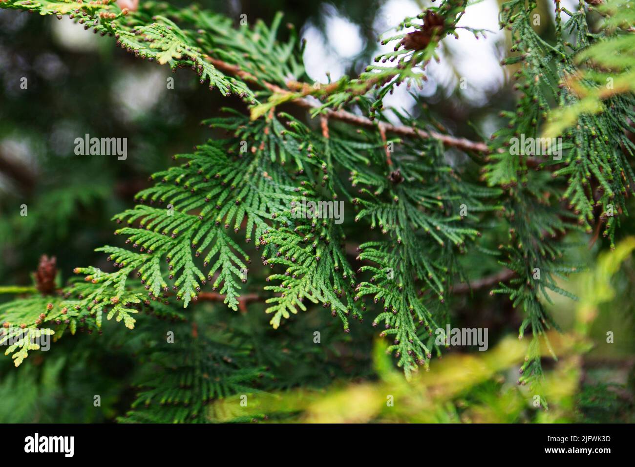 Green thuja branches with flowers and seeds in city park, nature concept. Stock Photo