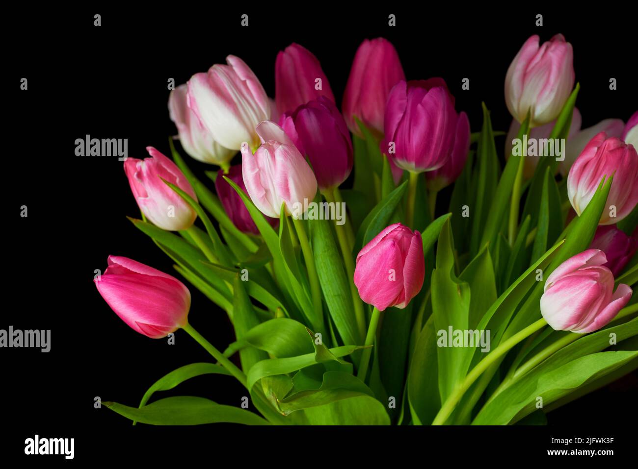 Bouquet of fresh tulips flowers on a table in empty house. Fresh summer pink flowers symbolising hope, love and growth. Bright flowers as a surprise Stock Photo