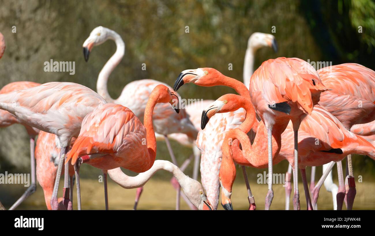 Panoramic photo of closeup group of Carribean flamingos (Phoenicopterus ruber) Stock Photo
