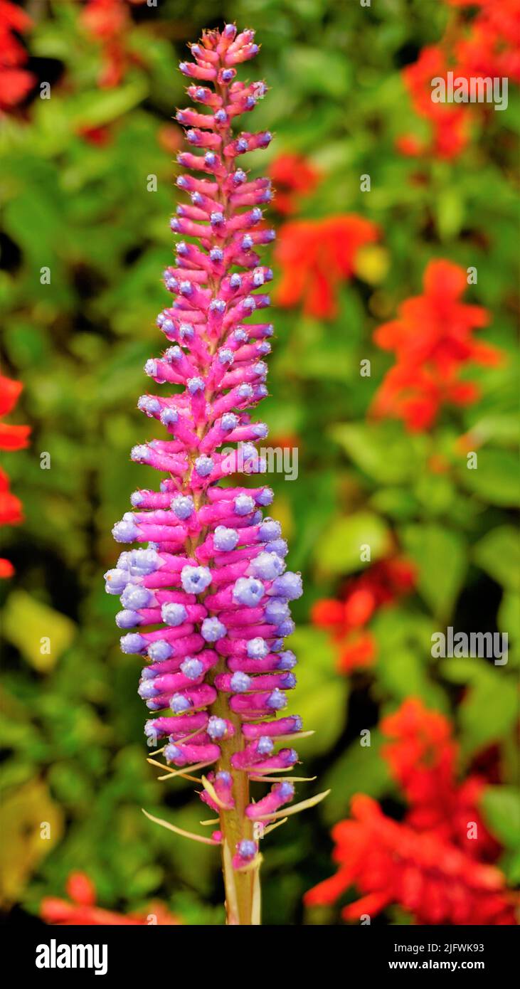 Beautiful closeup of flower from plant Aechmea gamosepala also known as Matchstick Bromeliad. Fresh water drops at top. Spotted in ooty, Tamilnadu, In Stock Photo