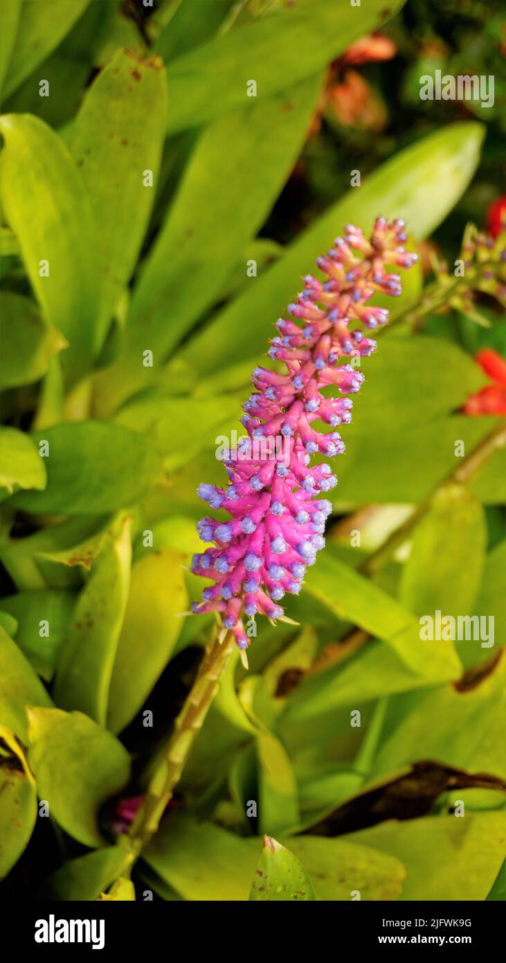 Beautiful closeup of flower from plant Aechmea gamosepala also known as Matchstick Bromeliad. Fresh water drops at top. Spotted in ooty, Tamilnadu, In Stock Photo