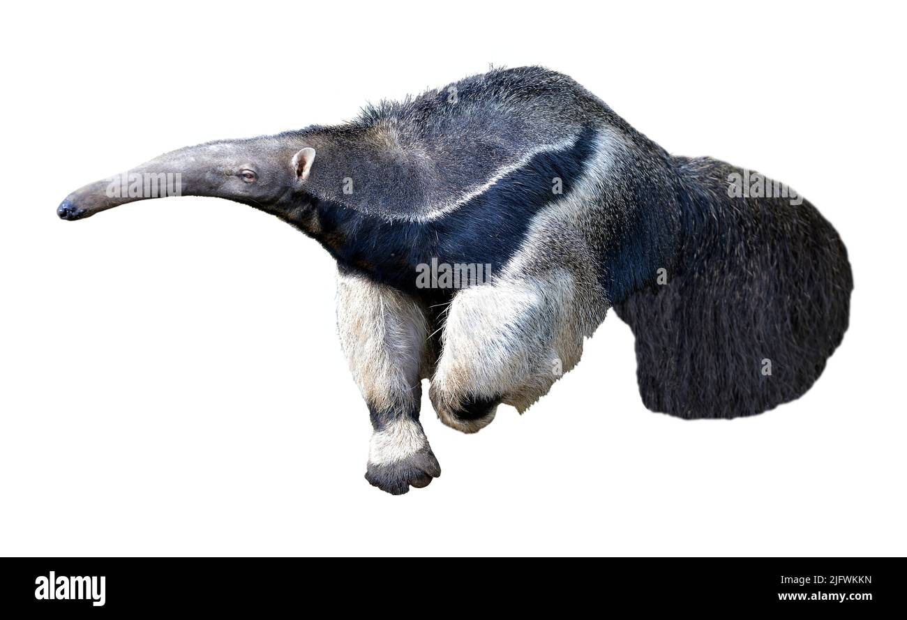 Closeup of Giant Anteater (Myrmecophaga tridactyla) walking and isolated on white background Stock Photo