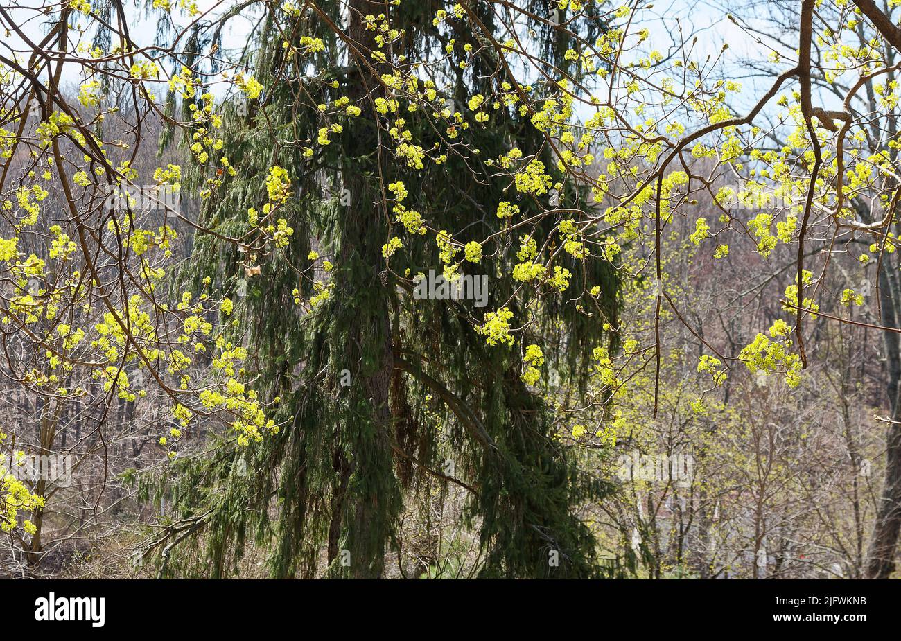new leaf growth, deciduous trees, bright green, nature, close-up, early spring rejuvenation, evergreen tree, Pennsylvania Stock Photo