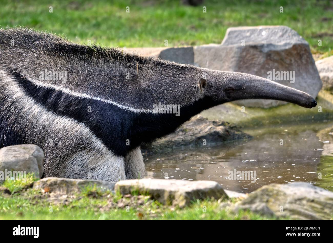 Closeup of Giant Anteater (Myrmecophaga tridactyla), view of profile, the legs in the water Stock Photo