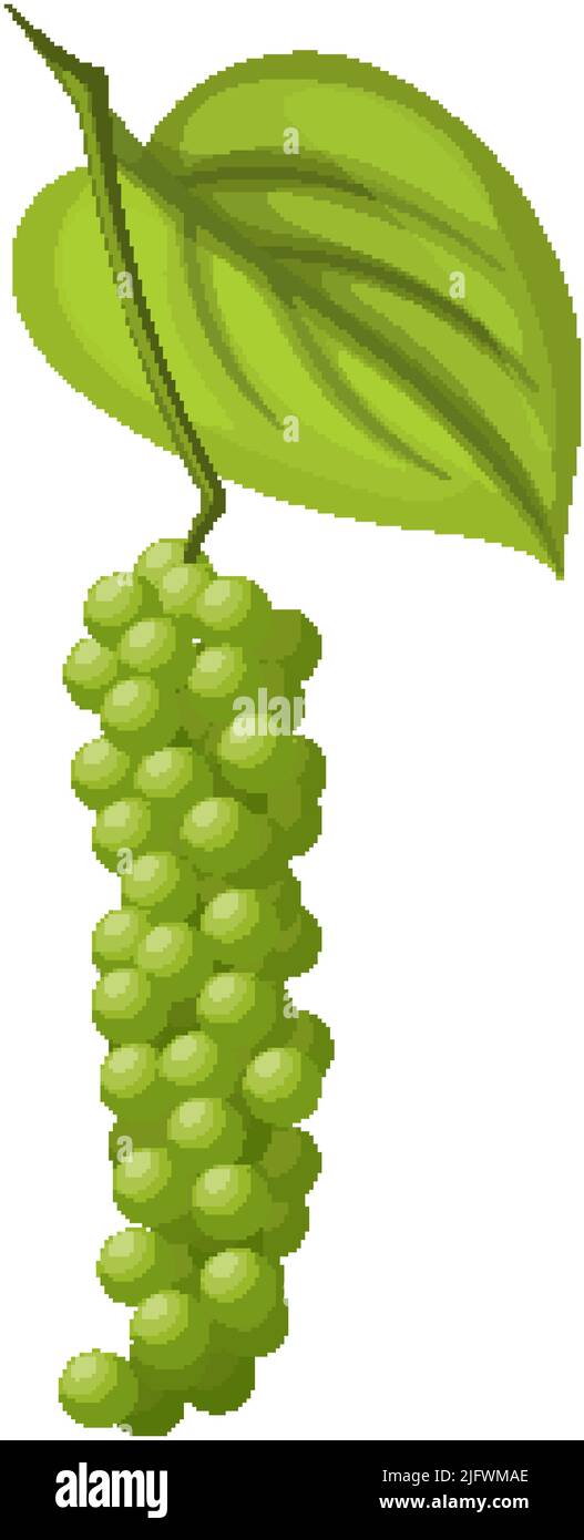 peppercorn pepper branch cartoon vector Stock Vector Image & Art Alamy
