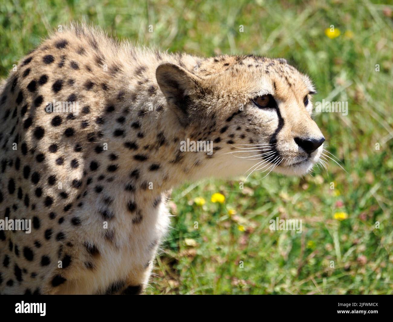 Portrait of African Cheetah (Acinonyx jubatus) seen from profile Stock Photo