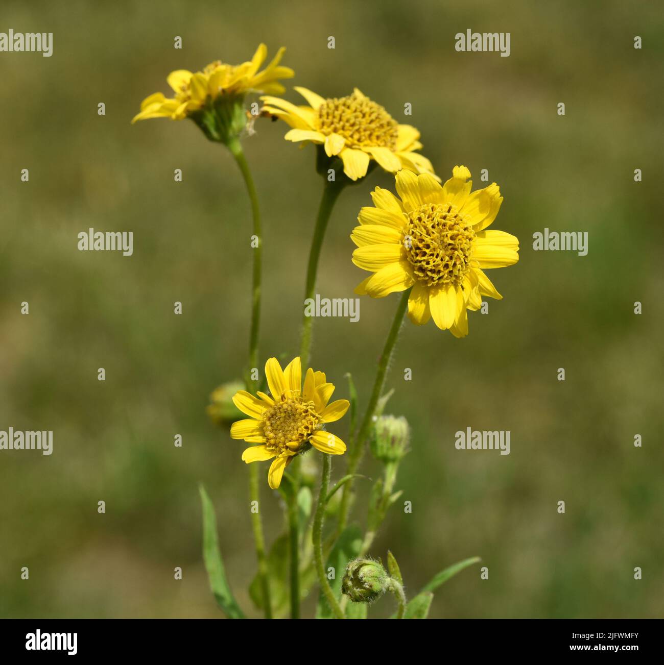 Arnika, Arnica chamissonis ist eine wichtige Heilpflanze und wird auch