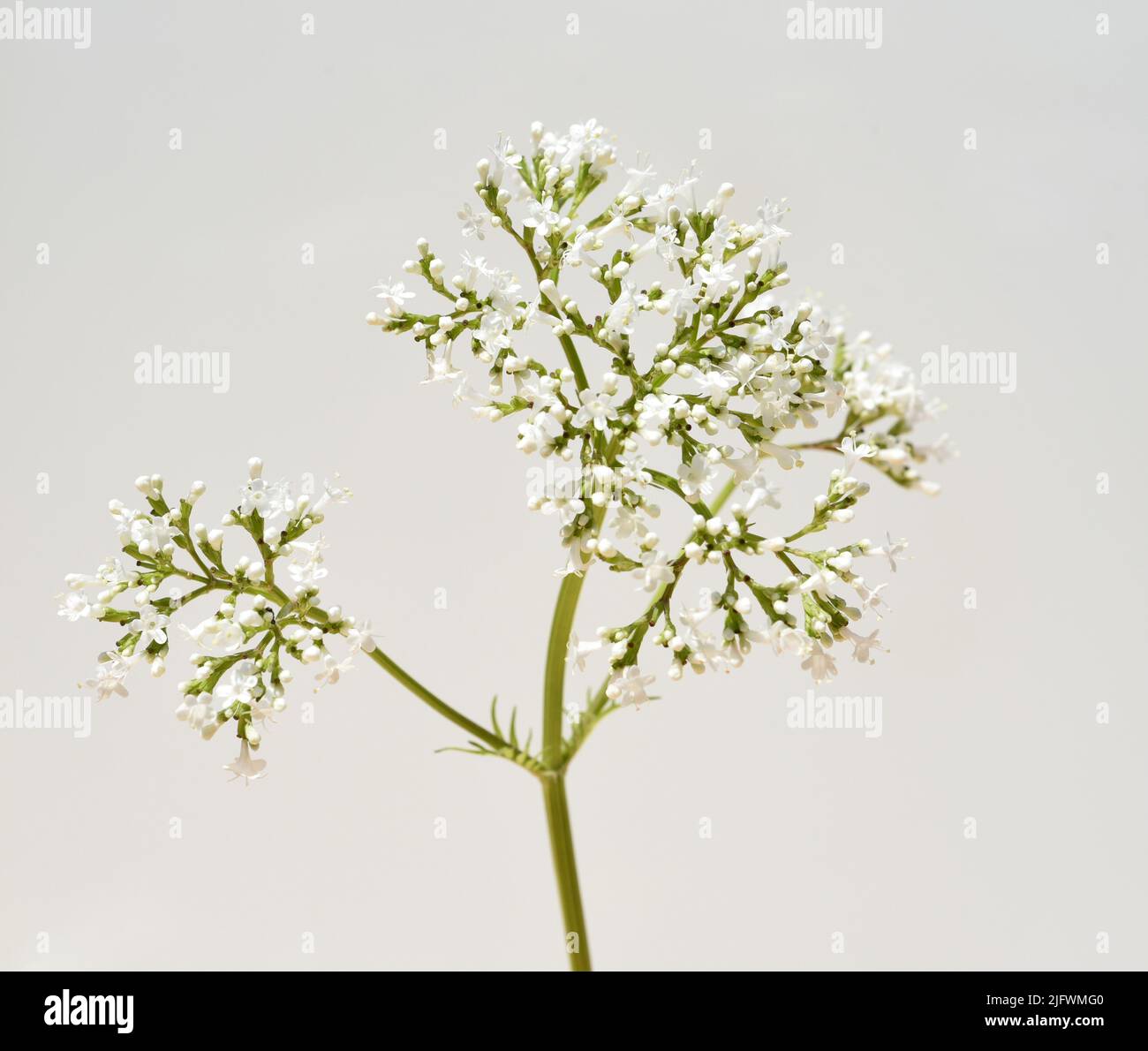 Baldrian, Valeriana officinalis, ist eine Wildpflanze mit weissen Blueten. Sie ist eine wichtige Heilpflanze und wird auch in der Medizin verwendet. V Stock Photo