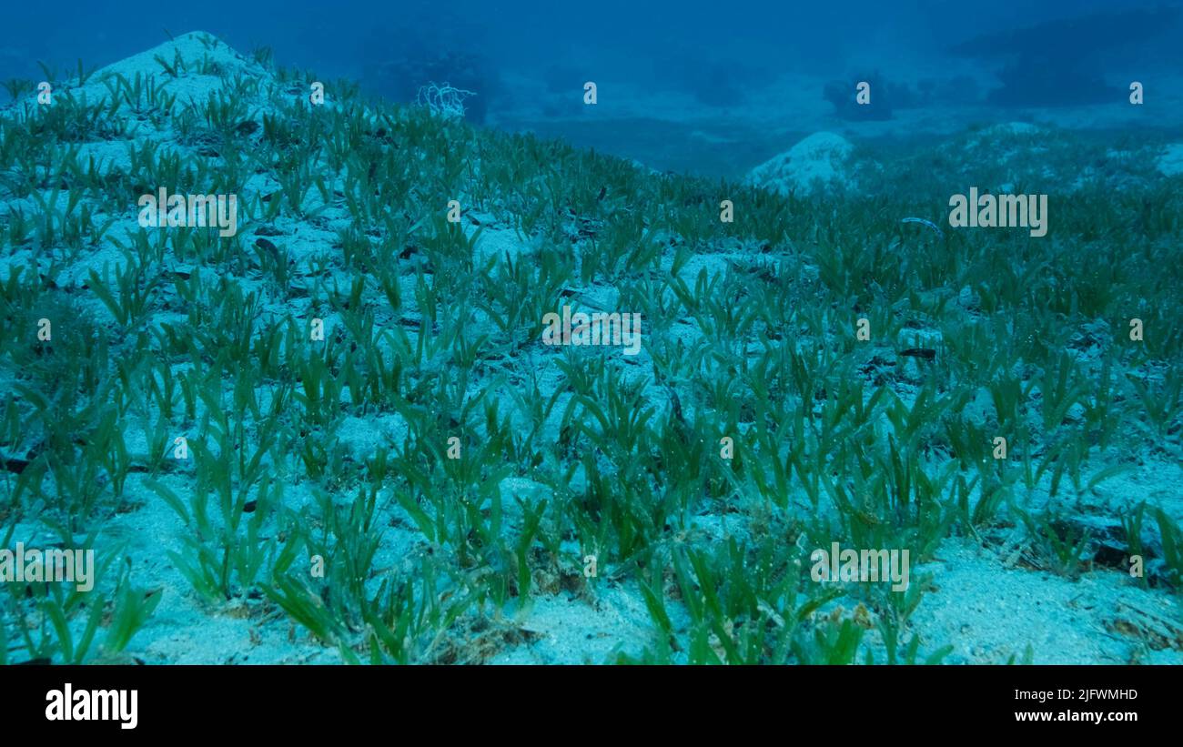 Sangy seabed covered with green seagrass. Underwater landscape with Halophila seagrass. Red sea, Egypt Stock Photo