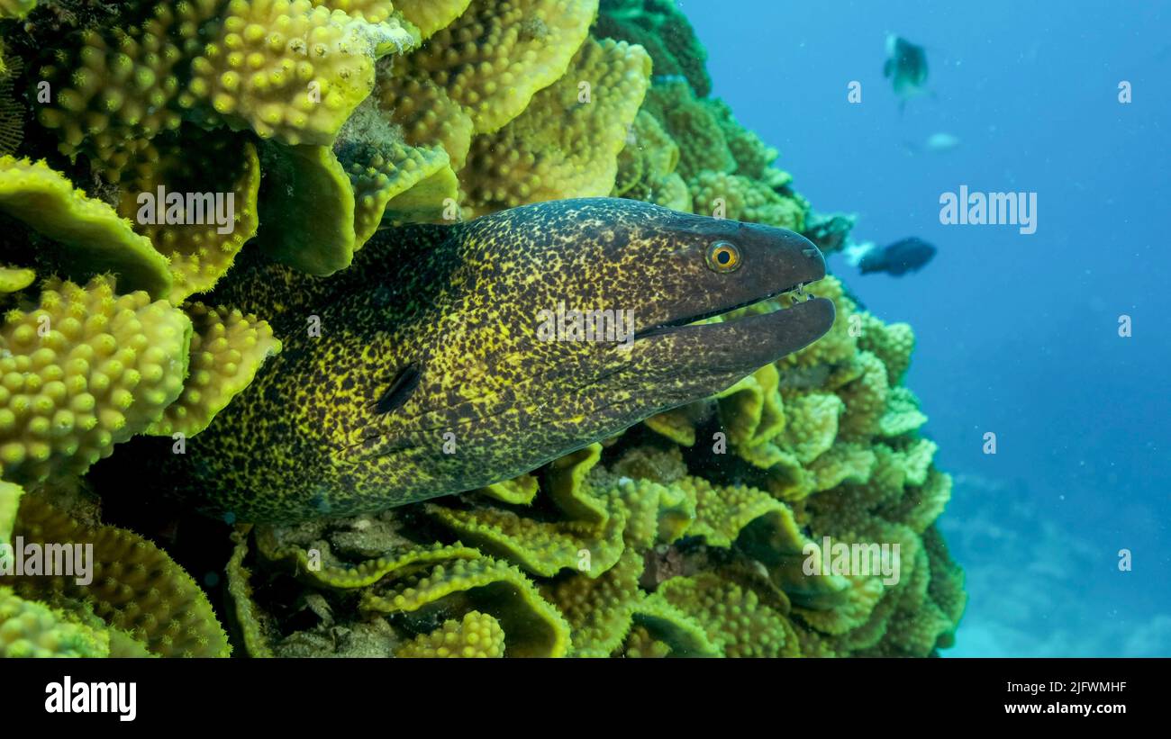 Yellow Edged Moray Eel (Gymnothorax flavimarginatus) peeks out of its Lettuce coral or Yellow