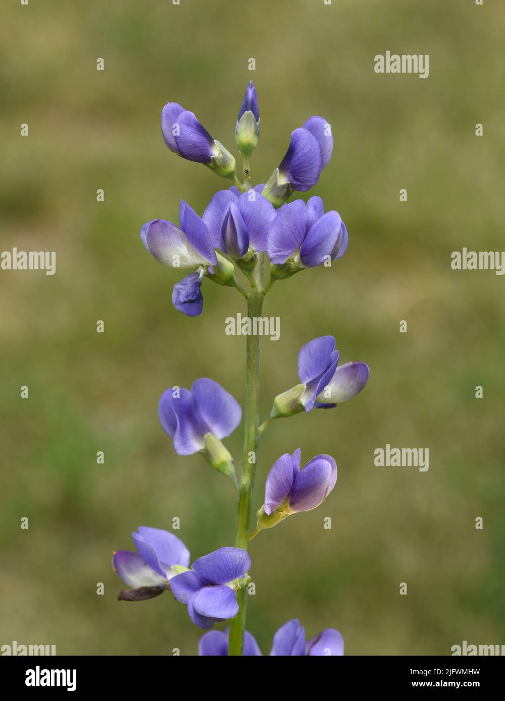 Faerberhuelse, Baptisia tinctoria, ist eine wichtige Heilpflanze mit blauen Blueten und wird viel in der Medizin verwendet. Sie ist eine Staude und ge Stock Photo