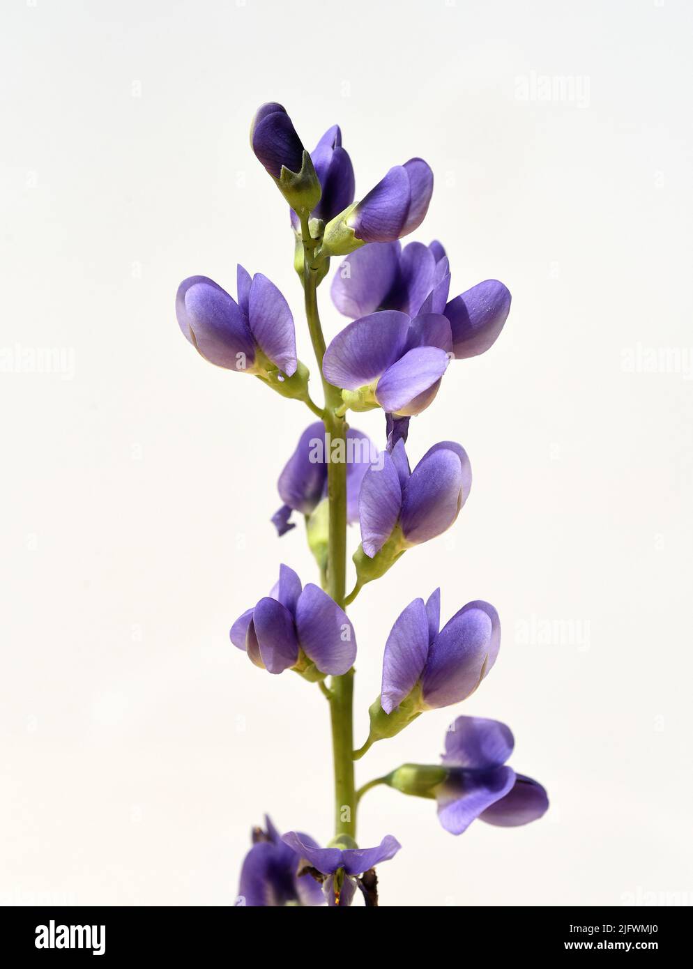 Faerberhuelse, Baptisia tinctoria, ist eine wichtige Heilpflanze mit blauen Blueten und wird viel in der Medizin verwendet. Sie ist eine Staude und ge Stock Photo