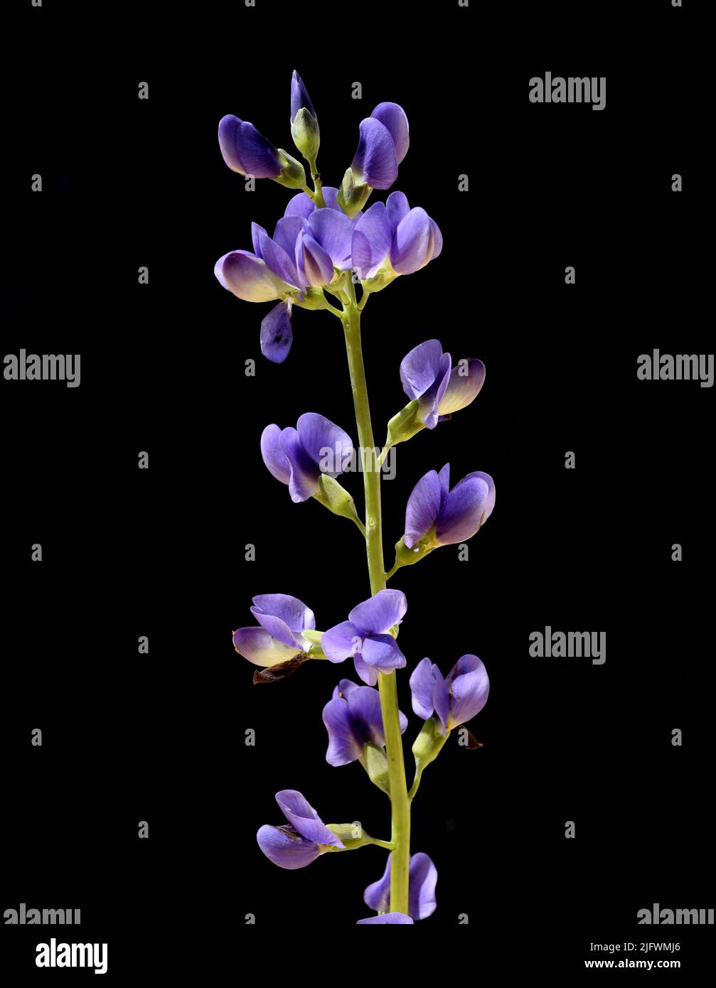 Faerberhuelse, Baptisia tinctoria, ist eine wichtige Heilpflanze mit blauen Blueten und wird viel in der Medizin verwendet. Sie ist eine Staude und ge Stock Photo