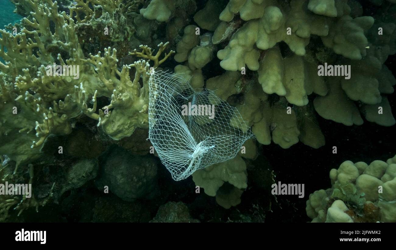 Discarded kitchen plastic storage net shopping hang down of coral reef. Plastic pollution of the ocean. Plastic mesh bag hanging on a beautiful coral Stock Photo