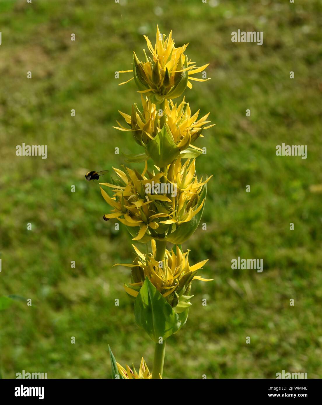 Gelber Enzian, Gentiana Lutea ist eine wichtige Heilpflanze und wird auch in der Medizin verwendet. Yellow Gentian, Gentiana Lutea is an important med Stock Photo