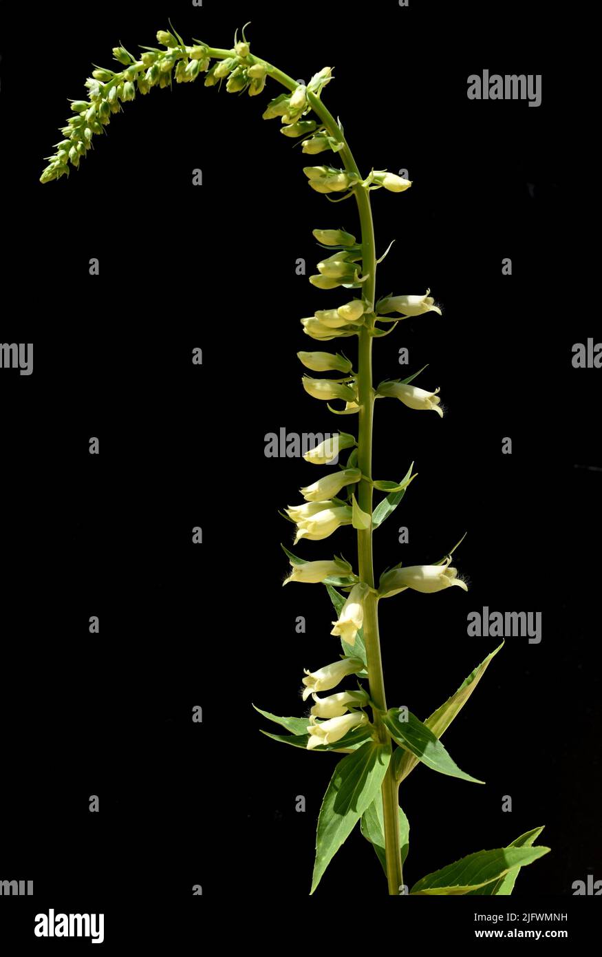 Gelber Fingerhut, Digitalis lutea, ist eine wichtige Heilpflanze und eine Giftpflanze mit gelben Blueten. Sie waechst vor allem im Wald und wird in de Stock Photo