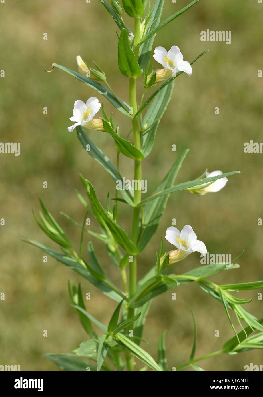 Gottes-Gnadenkraut, Gratiola, Officinalis ist eine wichtige Heilpflanze mit weissen Blueten  und wird auch in der Medizin verwendet. God's Grace Herb, Stock Photo