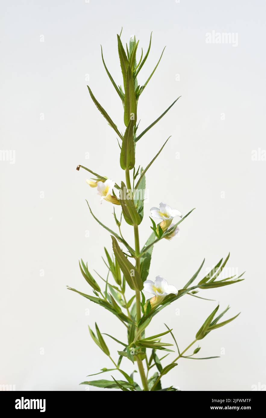 Gottes-Gnadenkraut, Gratiola, Officinalis ist eine wichtige Heilpflanze mit weissen Blueten  und wird auch in der Medizin verwendet. God's Grace Herb, Stock Photo