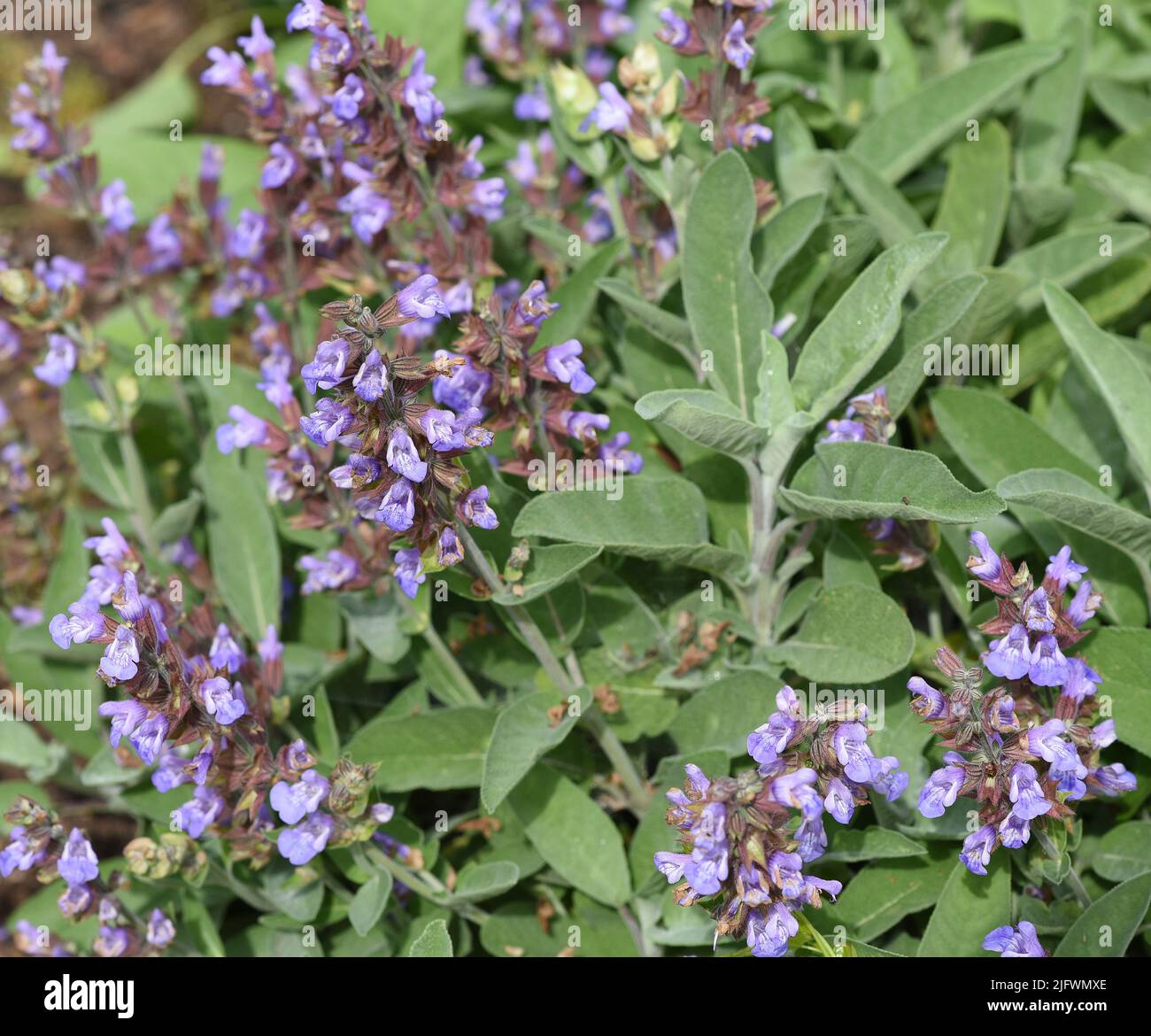 Salbei, Salvia officinalis, ist eine wichtige Heilpflanze und eine Duftpflanze mit blauen Blueten. Sie ist eine schoene Staude und wird auch in der Ku Stock Photo